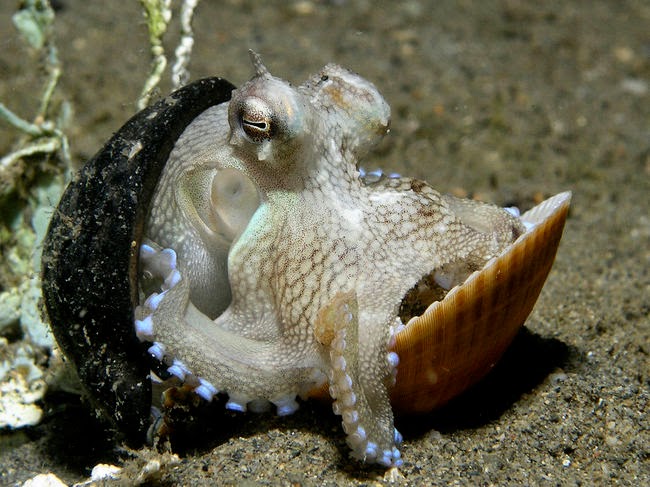 Fakta-Fakta MenarikTentang Gurita (Octopus)