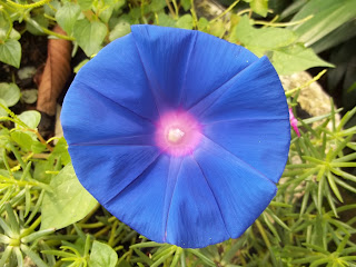 yang-suka-morning-glory-gabung-yuk