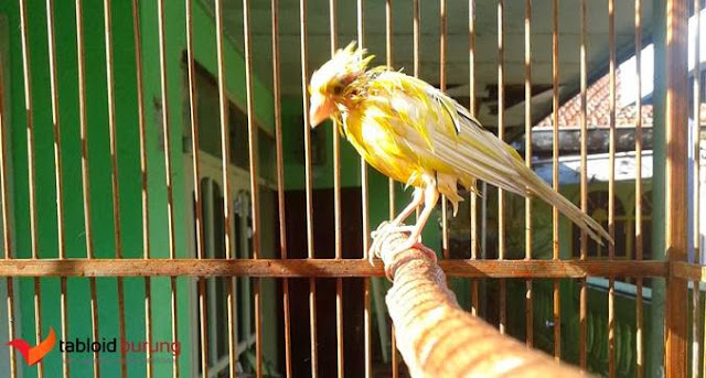 Mencegah dan Mengatasi KUTU pada burung peliharaan
