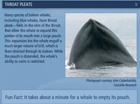 Mengenal Paus Biru (Blue Whale)