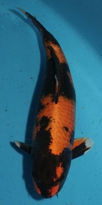 Jual Aneka Koi Unggulan ( Blitar )