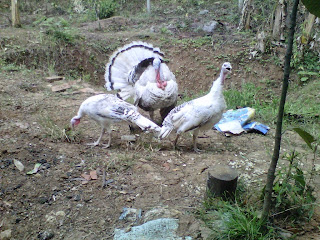 JUAL AYAM HIAS, KALKUN, POLAND, MUTIARA DLL