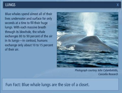 Mengenal Paus Biru (Blue Whale)