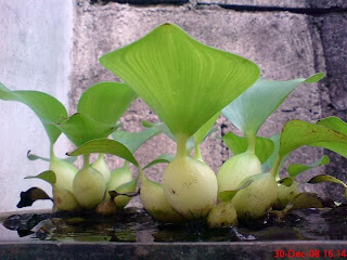 ECENG GONDOK DARI BRAZIL ??