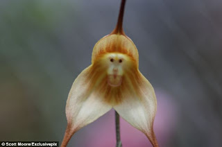 Bunga Dracula Simia, Anggrek yang Berbentuk Wajah Monyet