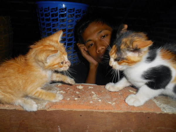 Bagaimana Rasanya Ditinggal Mati Enam Ekor Kucing Peliharaan