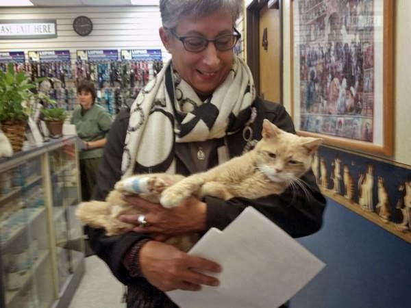 12 Kucing Dengan Profesi Istimewa