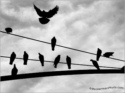 Mengapa Burung Yang Hinggap Di Kabel Listrik Tidak Kesetrum?