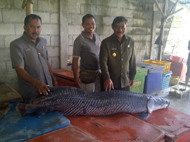 &#91;HOT News&#93; Ikan Raksasa Di Belitung MENGGEMPARKAN warga..!!