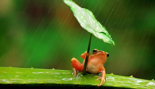 Gambar Katak Memakai Payung Saat Hujan Tertangkap Kamera Fotografer