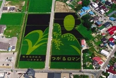 MELUKIS SAWAH SENI UNIK DARI JEPANG