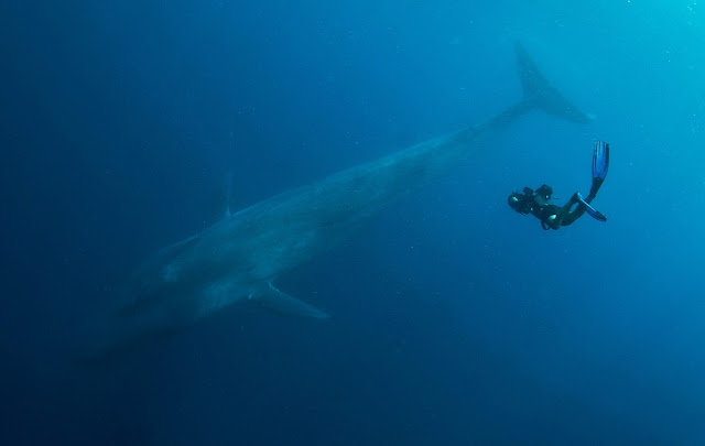 Mengenal Paus Biru (Blue Whale)