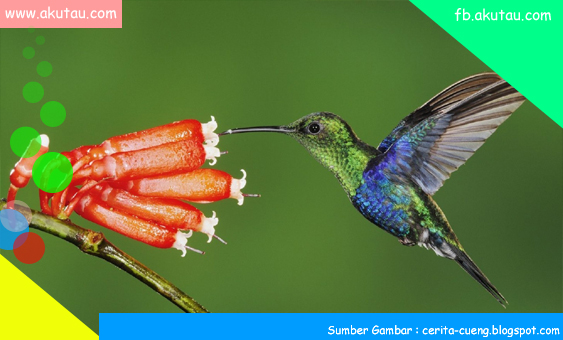 Kolibri, burung cantik yang bisa terbang mundur