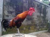 Mengenal Ayam Pelung