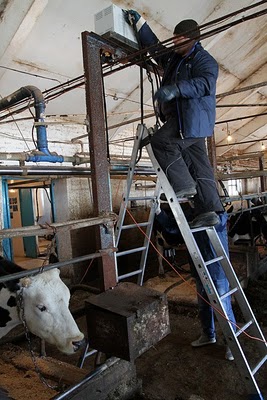 Kandang Sapi Termewah Di Dunia