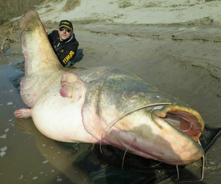 setelah membedah perut ikan lele terbesar ini banyak benda di temukan seyem