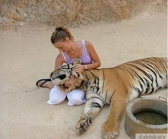 KUIL HARIMAU~~DISINI AGAN BISA BERMAIN DGN HARIMAU LAYAKNYA SEEKOR KUCING 