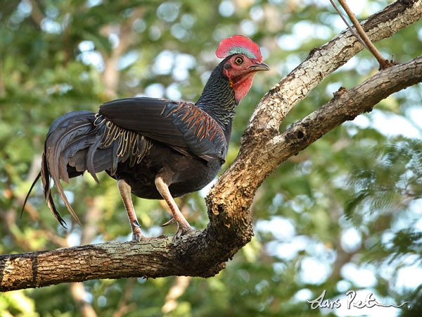 Eksotis! Ayam Lokal Indonesia (Junglefowl)