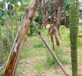 Pisang Super Dengan Tandan Super Panjang 