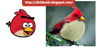 Burung Angry Birds di Dunia Nyata