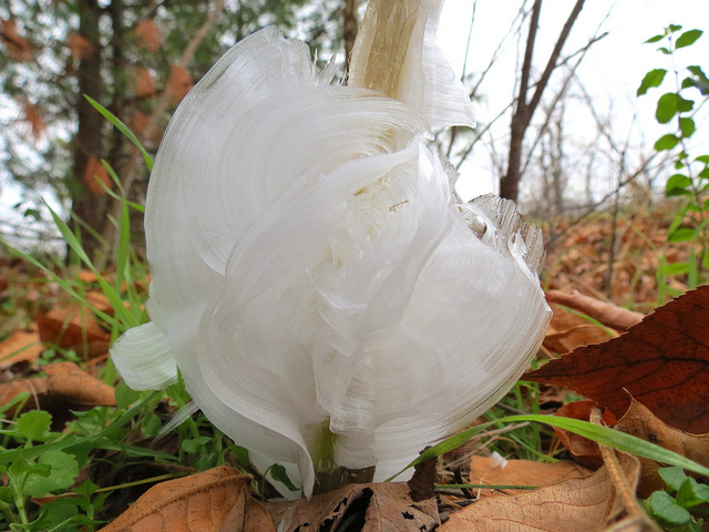 &#91;AMAZING&#93; Frost Flowers: Es Yang Berbentuk Seperti Bunga (++PIC)