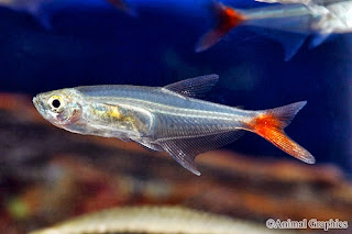 Cari Ikan Hias Pendiam