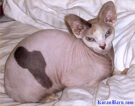 Fakta Tentang Kucing Menurut Beberapa Sumber