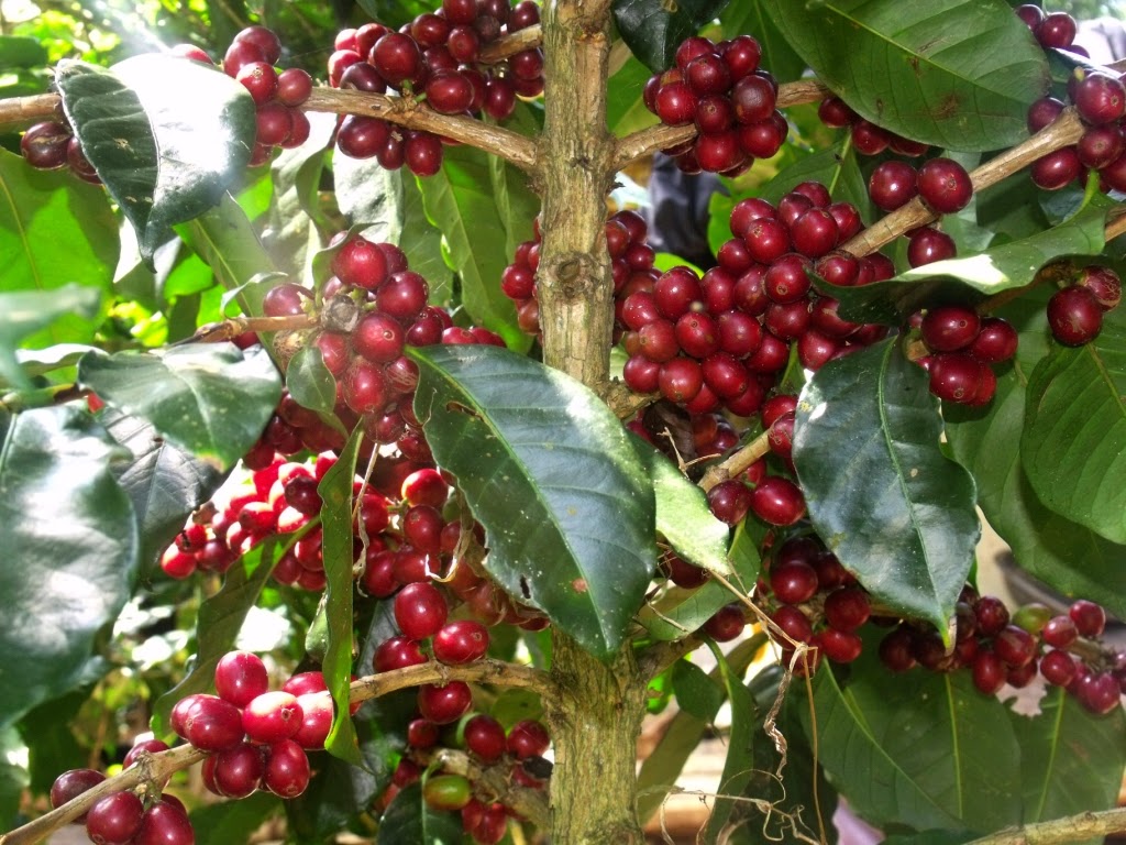 Sejarah Kopi Gayo Aceh &#91;Full Pic&#93;