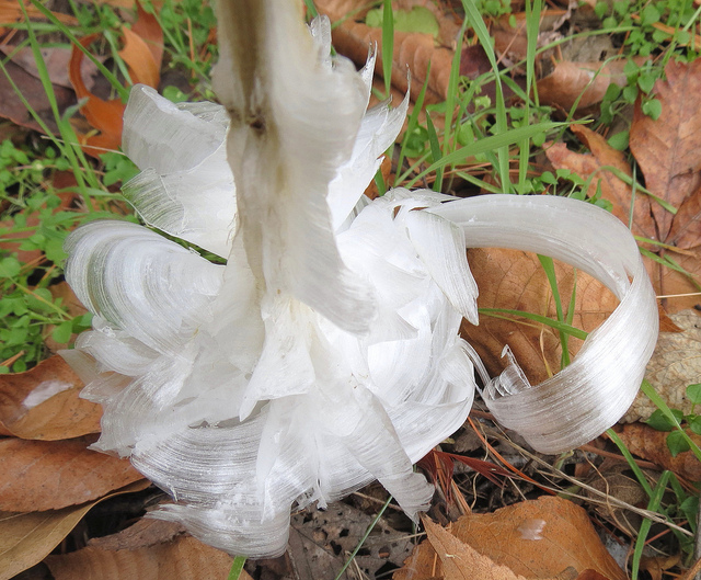 &#91;AMAZING&#93; Frost Flowers: Es Yang Berbentuk Seperti Bunga (++PIC)