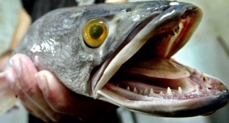 Ikan Asli Indonesia ini Jauh Lebih GANAS dan BERBAHAYA daripada Piranha