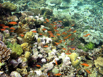 10 Terumbu karang Terindah di Dunia Indonesia masuk salah satunya