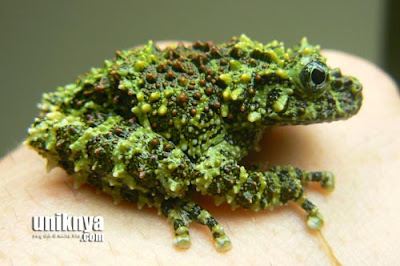 7 Katak dan Kodok Terunik di Dunia
