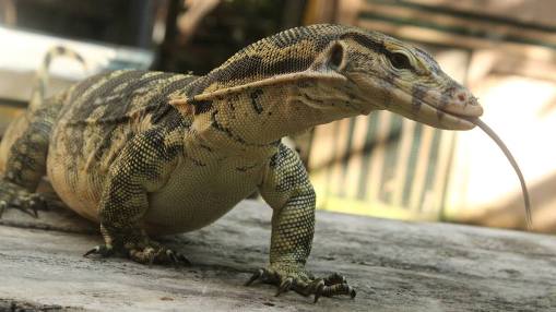 Biawak Brigadir Fian yang Gaul, Diajak Makan di Kafe &amp; Berenang ( biawak cantik)