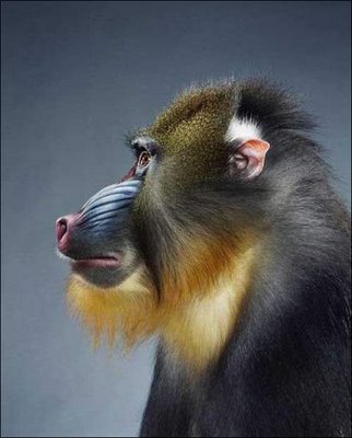 Monyet Tergokil Yang Pernah Ada di Dunia KASKUS