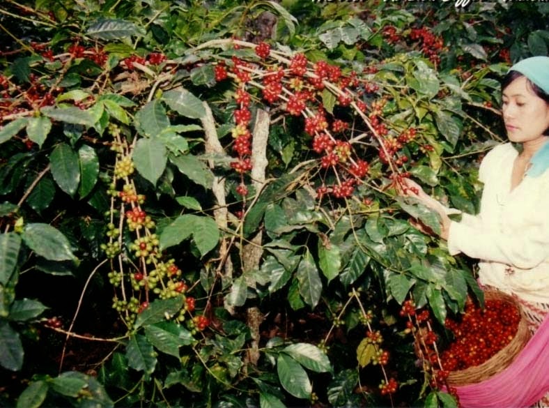Sejarah Kopi Gayo Aceh &#91;Full Pic&#93;