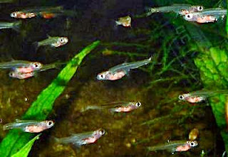 Ikan Terkecil di Dunia Ditemukan di Sumatra : Paedocypris Progenetica 