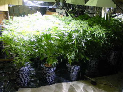 6 negara Penyalur ganja terbanyak di dunia