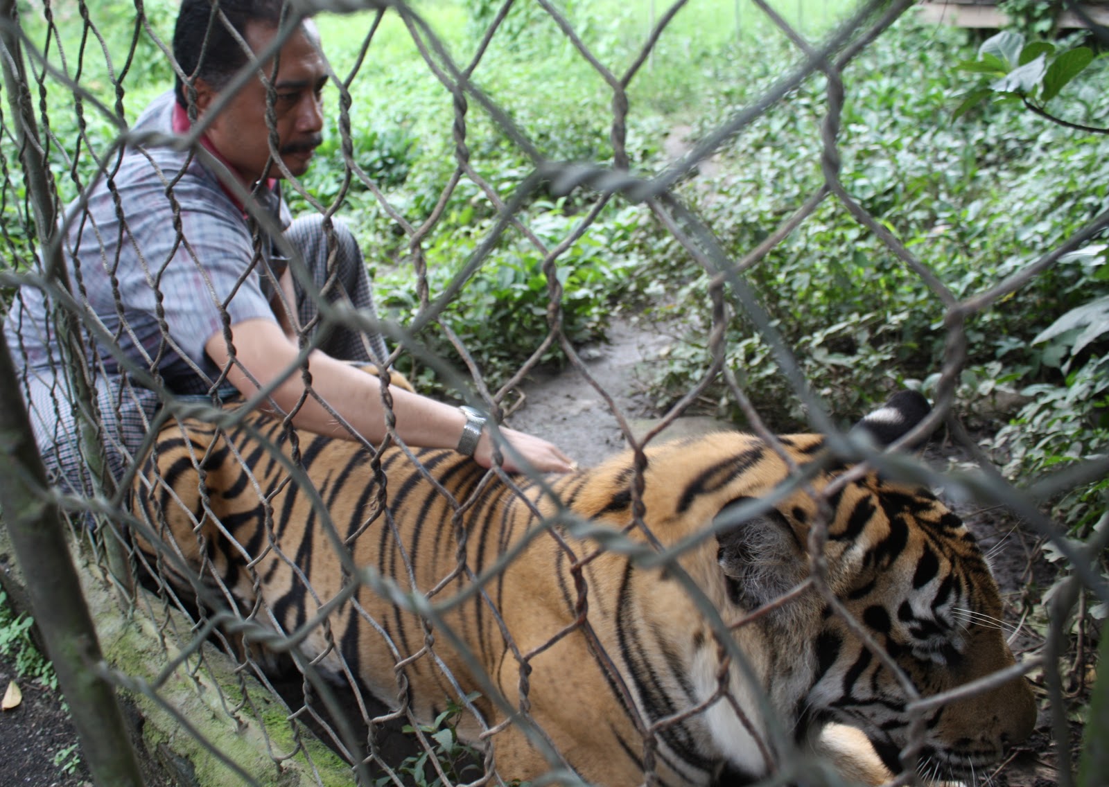 &#91;3G&#93; 'Life of Pi' asli Indonesia: Harimau ini Menangis bila Lukai Pengasuhnya