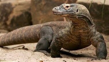 Biawak Brigadir Fian yang Gaul, Diajak Makan di Kafe &amp; Berenang ( biawak cantik)