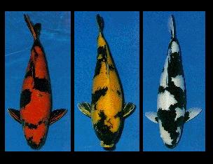 Jual Aneka Koi Unggulan ( Blitar )