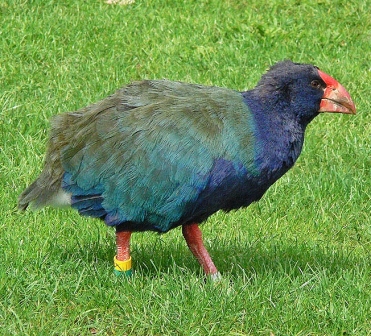 Inilah! 9 Jenis Burung yang Tidak Bisa Terbang