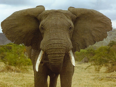 Gajah Dan Faktanya ! !