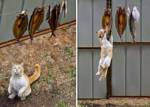 Inilah Kucing Ninja Yang Memiliki Keahlian Ninjutsu