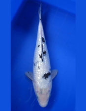 Jual Aneka Koi Unggulan ( Blitar )