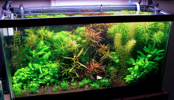 63 Aquascape Cirebon Terbaik