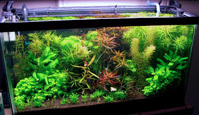 ۞ &#91;Hobby&#93; Aquascape Kaskus Regional Lampung ۞