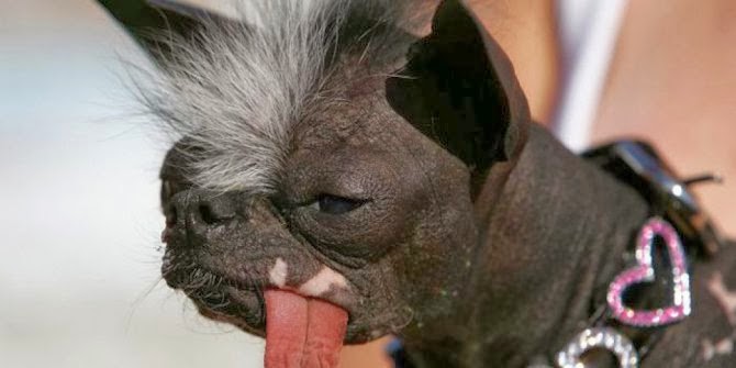 Anjing Paling Serem Di Dunia Gan
