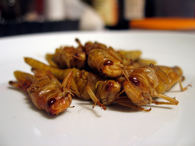 7 Makanan Unik Ekstrim Menyeramkan Dari Afrika