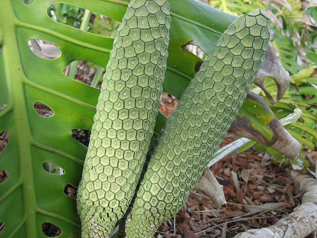 5 Buah - Buahan Paling Aneh di Dunia