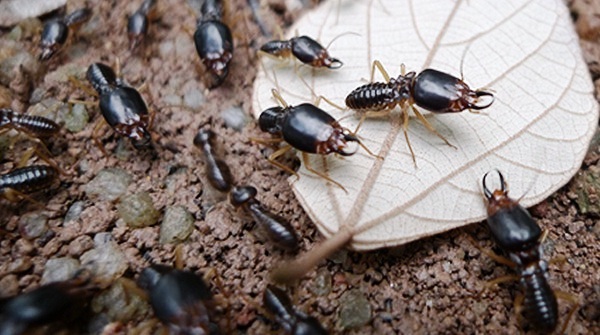 Seram Jika Semut Paling Berbahaya di Dunia ini Menggigit